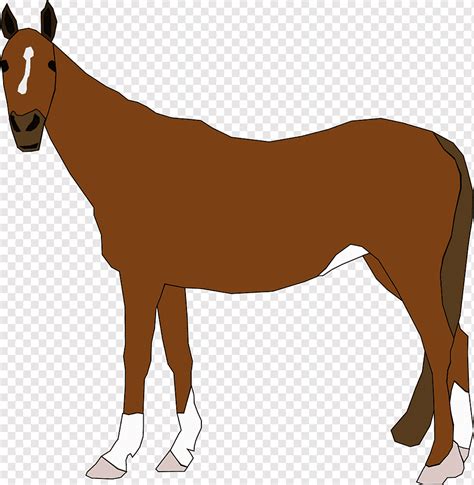 Kuda Hewan Kuda Kuku Kuda Liar Pertanian Berkuda Domestik Luar