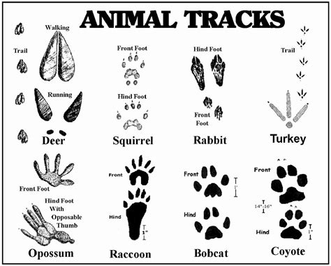 Animal Tracks Coloring Pages in 2020 | Animal tracks, North american animals, Natural dog