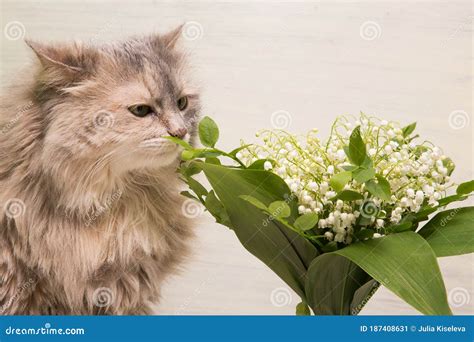 Young Cat Smelling Fresh White Blooming Flowers In Vase On White