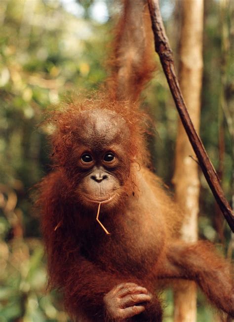 Funny Animals Orangutan Photos