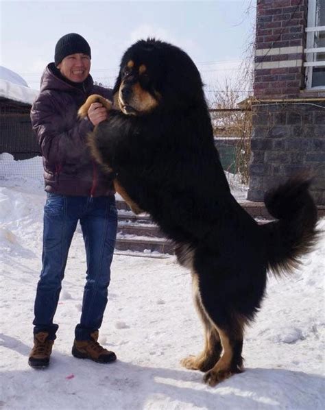 Tibetan Mastiff Size Comparison To Human Diy Craft