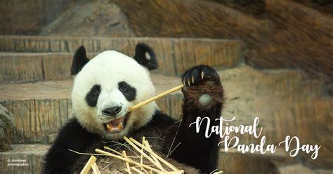 National Panda Day Brings Together The Efforts Of An International