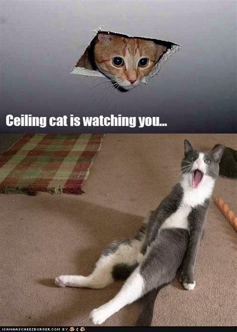 Ceiling Cat Enjoys Watching You Masturbating Cats Cat Mom Kittens Cutest