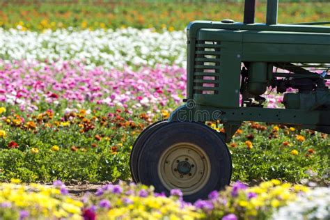 Flowers And Tractor Stock Photo Image Of Renuncula Spring 2379748