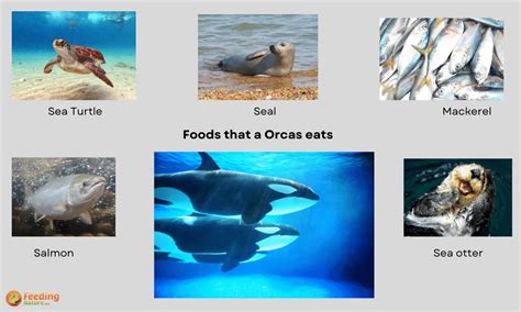 What Do Orcas Eat A Complete Guide 2022 Feeding Nature