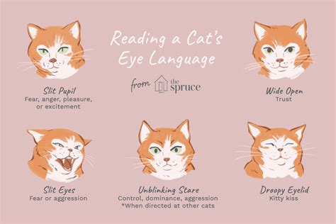 Reading The Eyes Of Your Cat