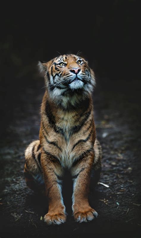Stunning Images Of Some Of The Worlds Most Endangered Animals Tiger
