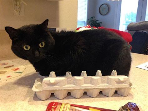 20 Crazy Cat Beds For Over Sized Kitties