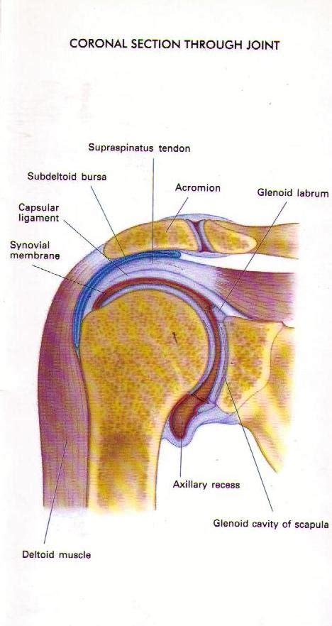 Shoulder — Renwick Sports Physiotherapy And Orthopaedic Centre