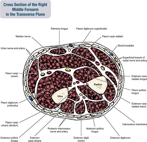 7 Muscles Of The Forearm And Hand Musculoskeletal Key