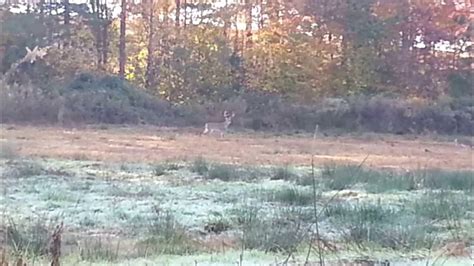 Big Whitetail Buck In City Limits North Carolina 2013 Youtube