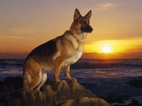 El primer criador de pastores alemanes era maximilian von stephanitz, el capitán del ejercito adiestramiento de pastores alemanes, como el adiestramiento de perro grande de cualquier raza. Pastor alemán. PerrosAmigos.com