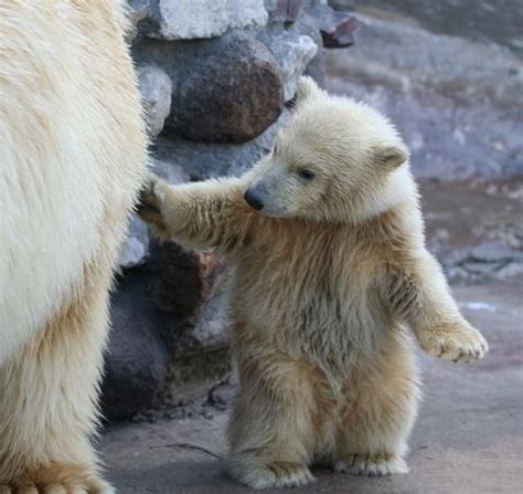 69 Best Polar Bears Images On Pinterest Polar Bears