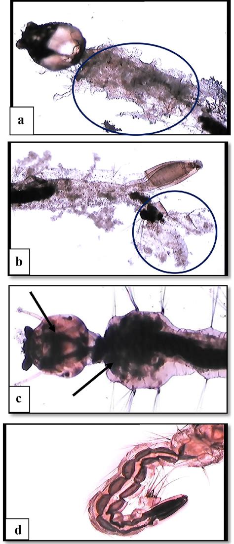 Morphological Damage Observed In Aedes Aegypti Larvae After Treatment