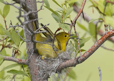 My First Yellow Warbler Nest Feathered Photography Competsport