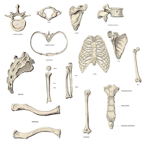 El Nombre De Los Huesos En El Esqueleto Humano Anatomía Huesos A42