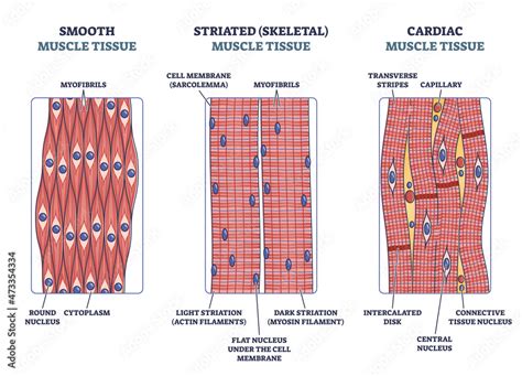 Cardiac Muscle Structure