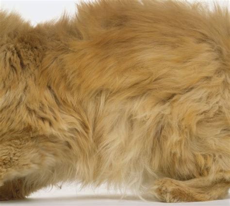 Thick Ginger Fur On Torso Of Red Self Longhair Cat Photos Framed