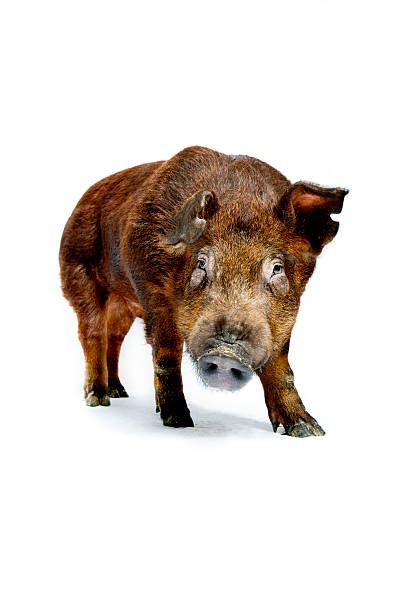 Duroc Stock Photos Pictures And Royalty Free Images Istock
