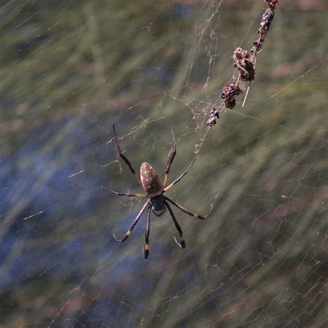 Long Jawed Orb Weaver Nephila Senegalensis Long Jawed Or Flickr