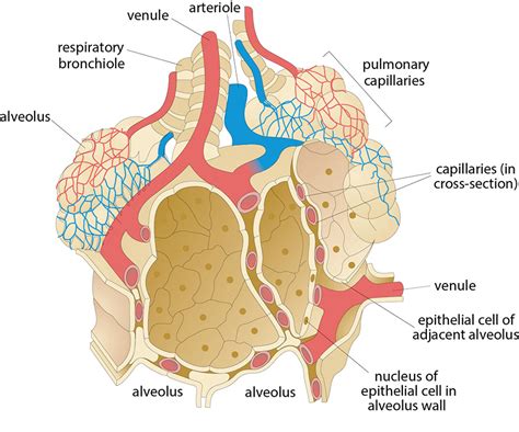 Histology Microscopy Anatomy And Disease Week 3 Figure 2 Schematic