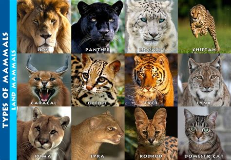 Types Of Mammaes Land Mammals