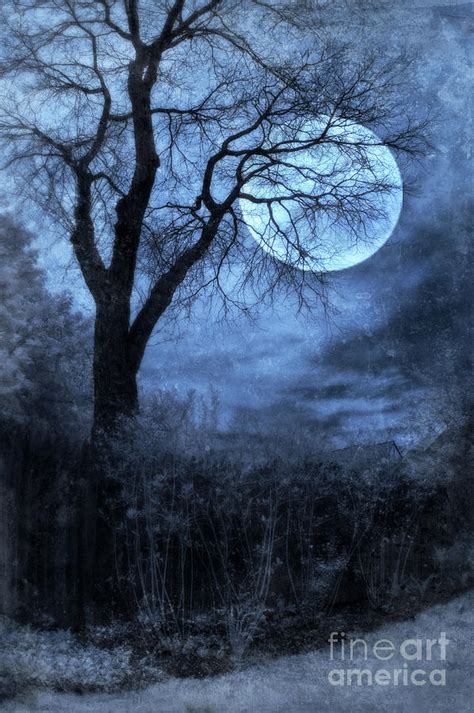 Full Moon Through Bare Trees Branches Photograph By Jill Battaglia