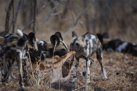 Skinned Wild Dog Pups Pulling On The Skin From An Impala C Flickr