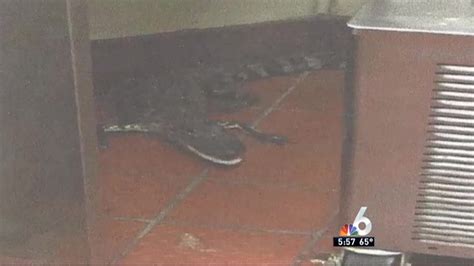 Florida Man Throws Alligator Through Drive Thru Window Nbc 6 South