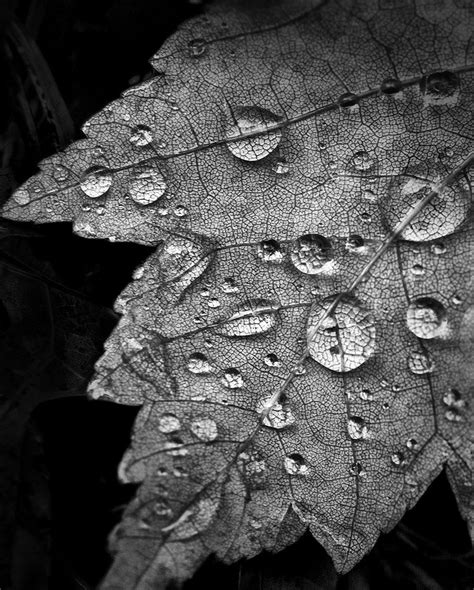 Rain Drops On An Autumn Leaf Pa172580 Keith Dotson Photography