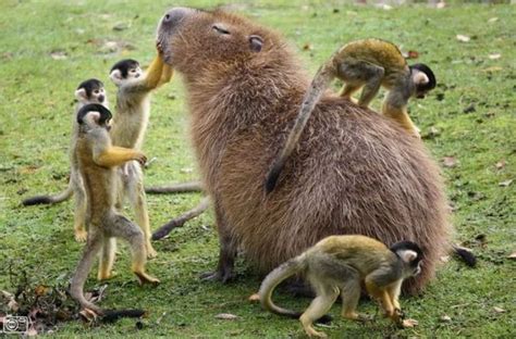 15 Photos That Prove Capybaras Are Friends With Everyone Unusual