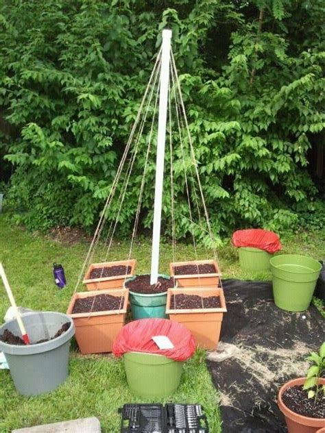 534 Best Images About Container Vegetable Gardening On