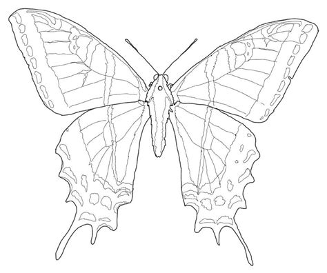 Cartoon Butterfly Smiling Coloring Page Free Printable Coloring Pages