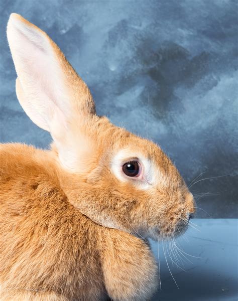 Flemish Giant Rabbits: What It Really Takes to Own & Care for One