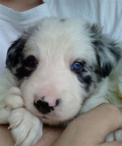 Male puppy george born on mothers day. stunning border collie blue merle puppies | Driffield, East Riding of Yorkshire | Pets4Homes
