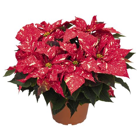 Variegated Red Glitter Poinsettia Rockdale Magnet Fund