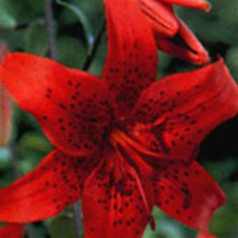 Top Lilium Lancifolium Tiger Lily Red Plantnurseryserve
