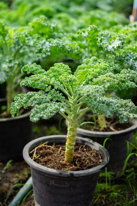 Growing Broccoli In Containers Food Gardening Network