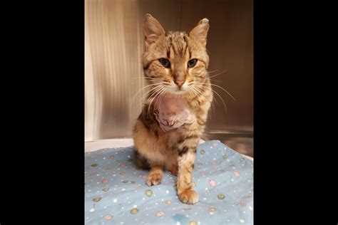 The cat needs to go at once to a vet to have the paw x rayed and see how bad the damage is. This cat's injuries shocked shelter staff and a vet ...