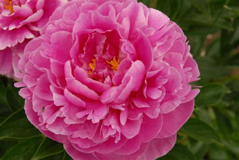 Nursery stock new york (state) brookville catalogs, peonies seedlings catalogs, bulbs (plants) catalogs, nurseries (horticulture) new york (state) brookville catalogs. Peonies - Blossom Hill Nursery