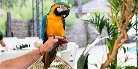 Cool Tricks You Can Teach Your Pet Bird Follow The Required Tips