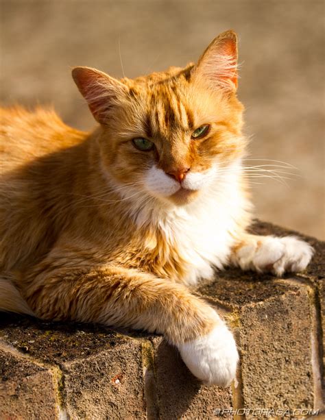 Ginger Tabby Cat In Suburbia Photorasa Free Hd Photos