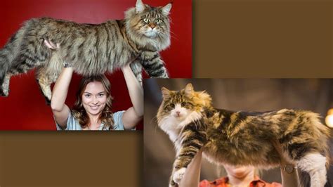 The Battle Of The Big Cats Maine Coon Vs Norwegian Forest Howstuffworks