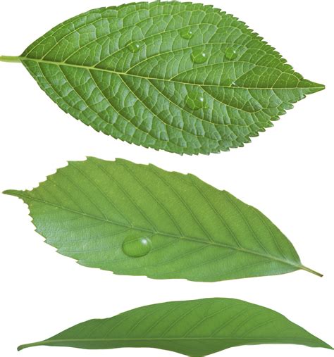 Discover 5050 free leaf png images with transparent backgrounds. Green leaves PNG Image - PurePNG | Free transparent CC0 ...
