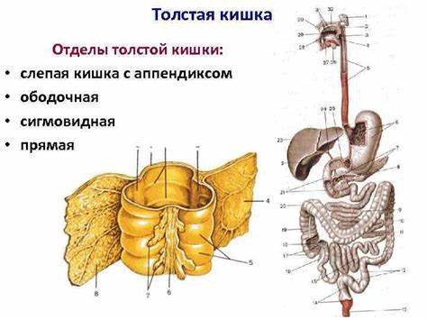 Сигмовидная кишка лечение диета ПИЩЕВАРИТЕЛЬНАЯ СИСТЕМА Анатомия и физиология Ст преподаватель Хорошевская ПИЩЕВАРИТЕЛЬНАЯ СИСТЕМА Анатомия и физиология Ст преподаватель Хорошевская Сигмовидная кишка лечение диета