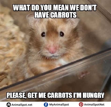 View 13 Cute And Funny Hamster Memes Inimagedifficultyjibril