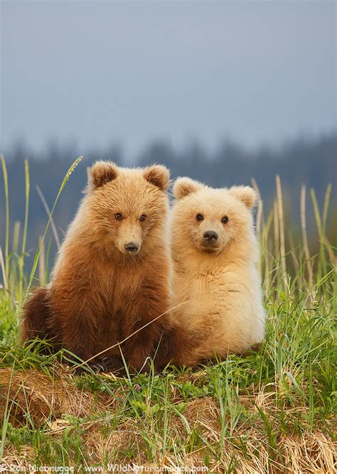 Adorable Bear Cubs Photo Blog Niebrugge Images