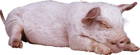 Png Hd Pig Transparent Hd Pigpng Images Pluspng Images