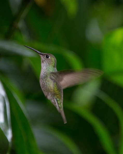 A Hummingbird In The Cloud Forest At The Foot Of Machu Picchu