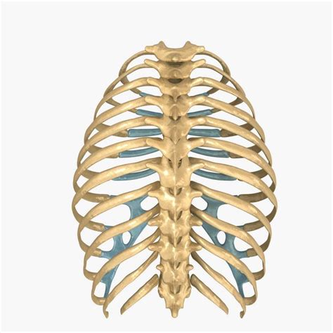 Rib injury will obviously be painful but it may also cause other painful complications like a collapsed lung, pleurisy, or costochondritis (painful inflammation of your sternum). human rib cage respiratory 3d model